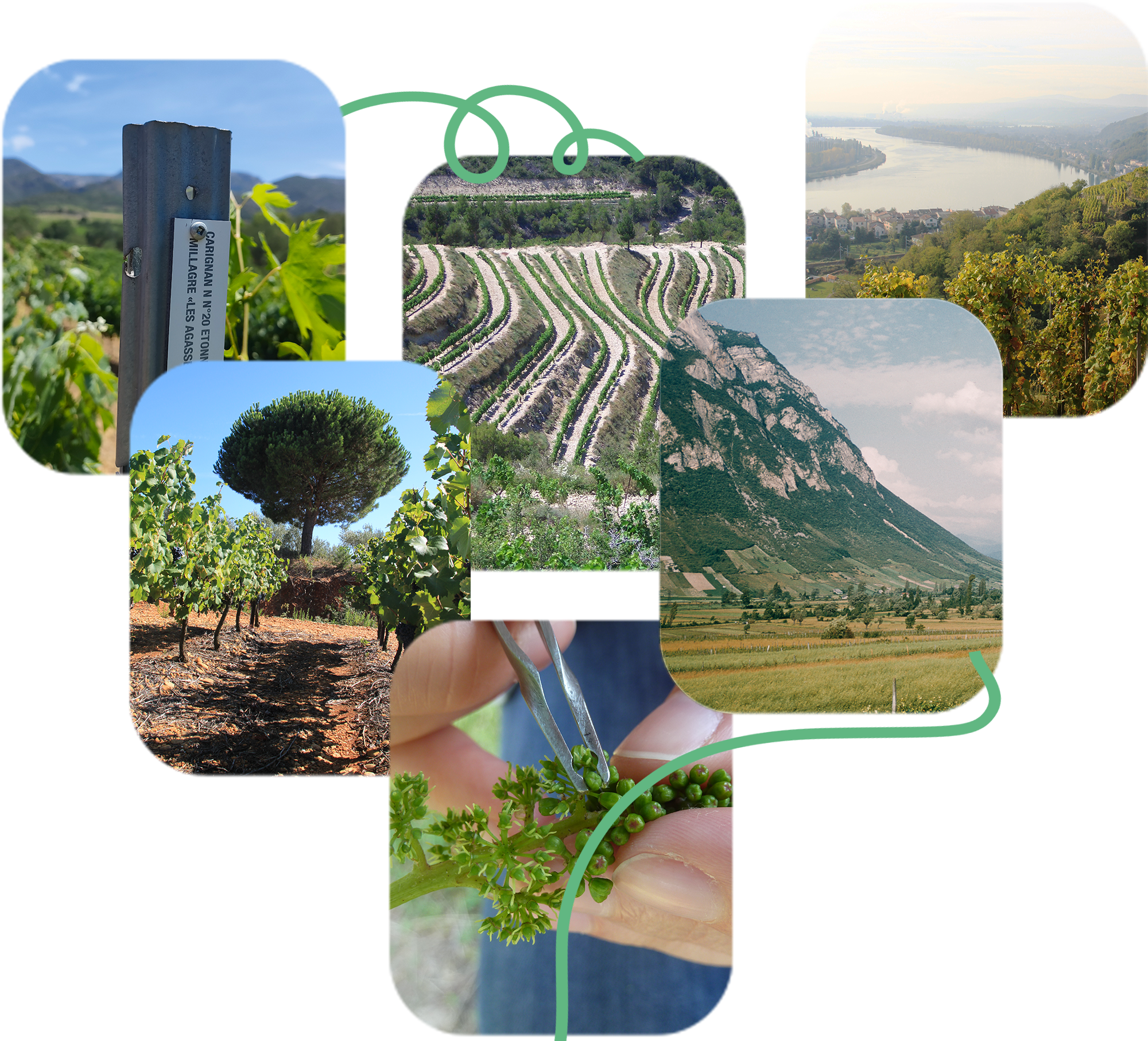 Vignoble français au lever du jour, illustrant la mission de préservation du réseau des Partenaires de la Sélection Vigne